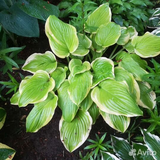 Хоста, разные сорта и размер