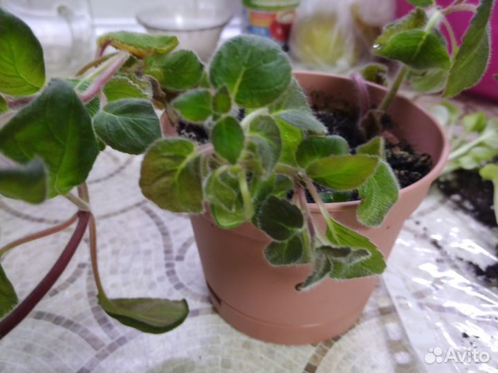 Комнатные растения цветы