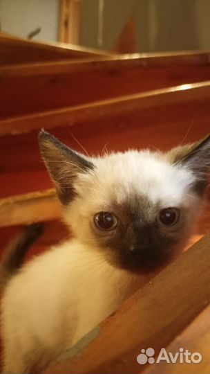 Кошки