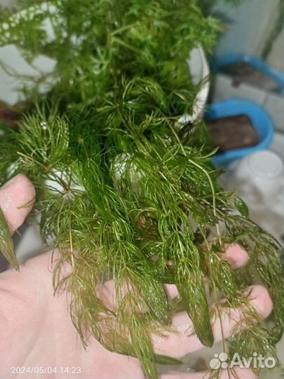 Растения для аквариума