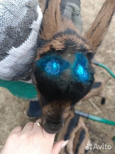 Обезроживание козлят