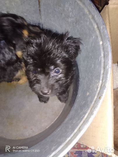 Маленькая собака