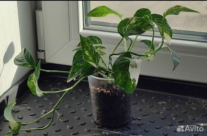 Сциндапсус пиннатум вайт, золотистый