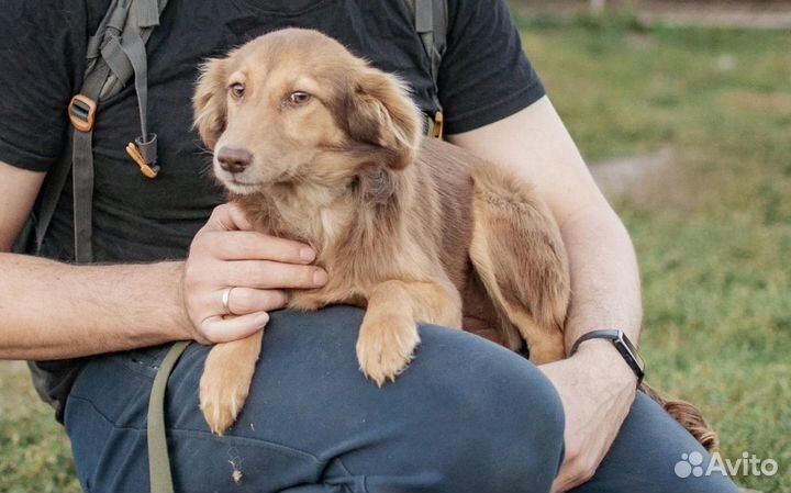 Собачка из приюта