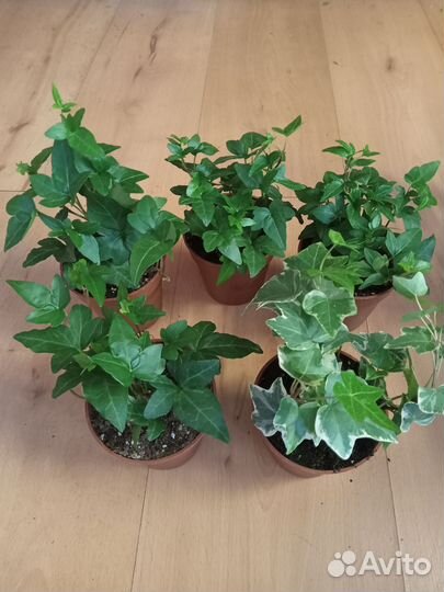 Аспарагус,Папоротник,Плющ,Фикус,Филодендрон