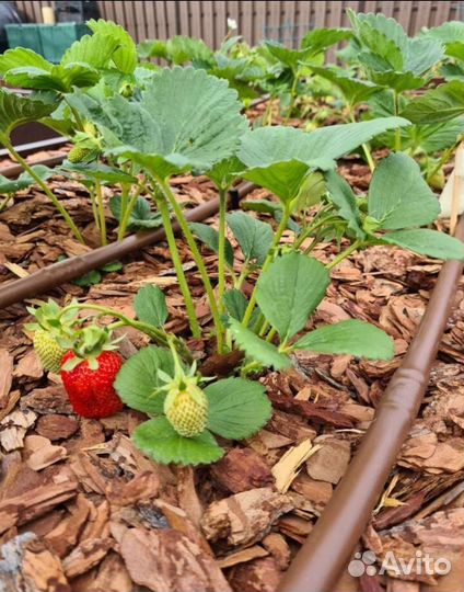 Кора лиственницы