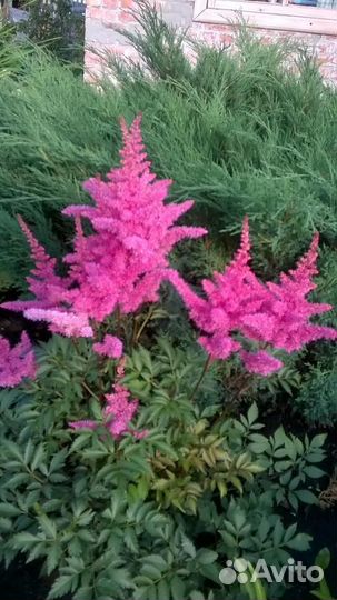 Продам астильбы