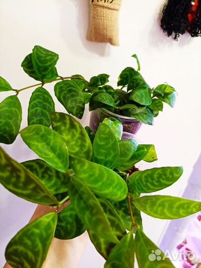 Цветочки комнатные