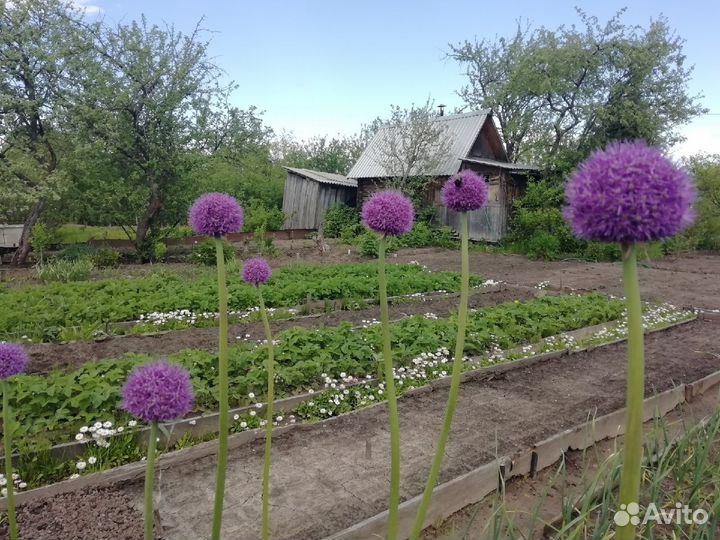 Луковицы рябчика, лука декоративного