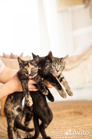 Отдам в добрые руки