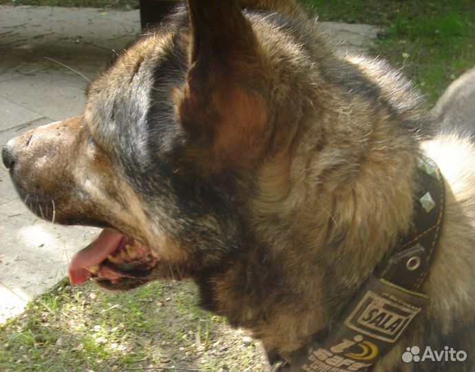 Обаятельный улыбашка Уильям ищет дом