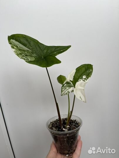 Антуриум красный, ирезине, сингониум