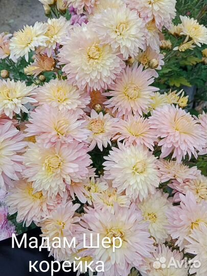 Хризантема подрощенные черенки