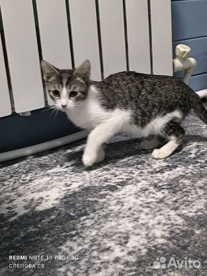 Котодетки, 4 месяца