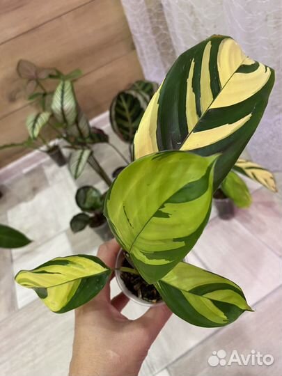 Маранта, Калатея Мисти, Маккоя,Анжела