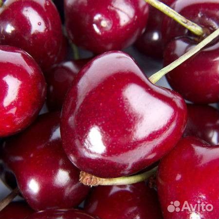 Саженцы черешни всл-2