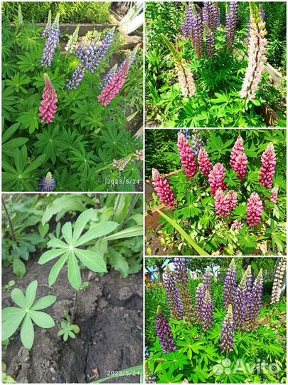 Саженцы люпин