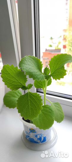 Мята комнатная (полезный домашний цветок)