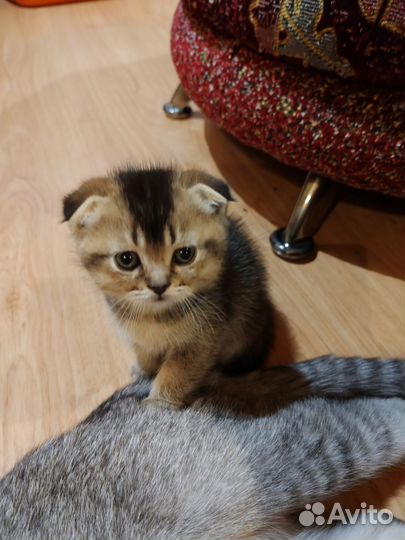 Шотландские котята