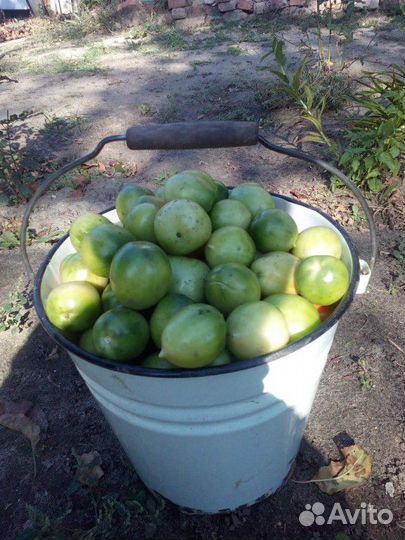 Помидоры домашние