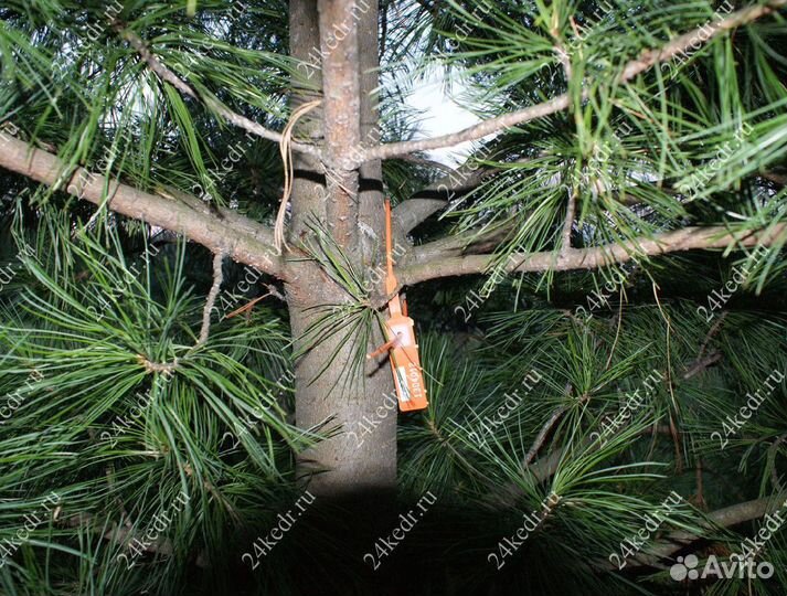 Дерево кедра