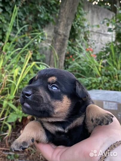 Щенок в добрые руки бесплатно