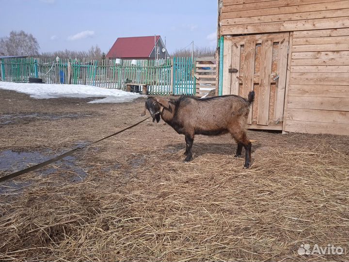 Козёл Нубийской породы