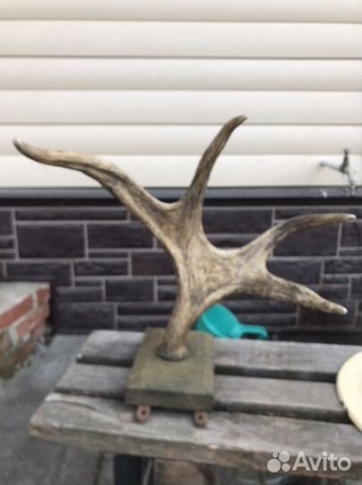 Оленьи рога