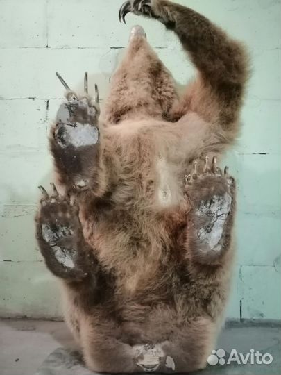 Чучело медведя, имитация животного