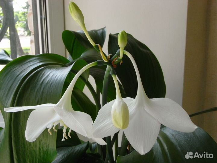 Эухарис амазонская лилия