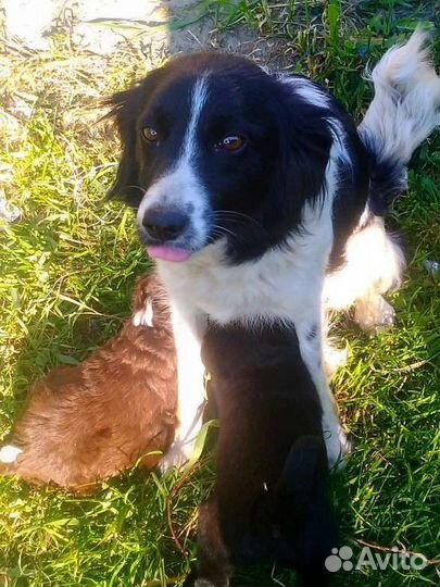 Собака в добрые руки отдам бесплатно