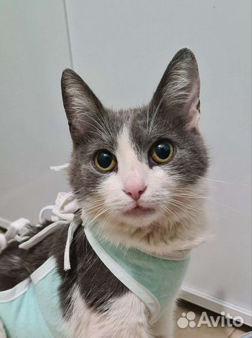 Стерилизованная кошка Фима. Самая обычная