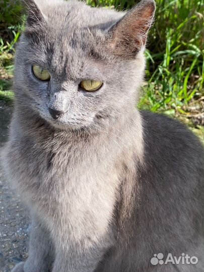 Нежная красавица