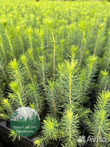 Сосна зкс окс сеянцы Ель Лиственница Голуб Горная