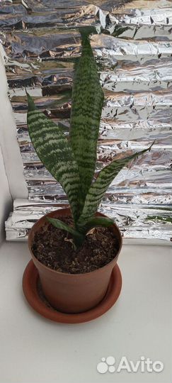 Сансевиерия