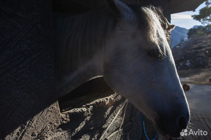 Фото лошади 30*40 см