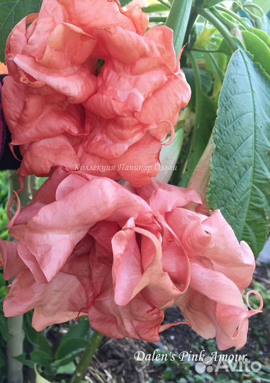 Бругмансия