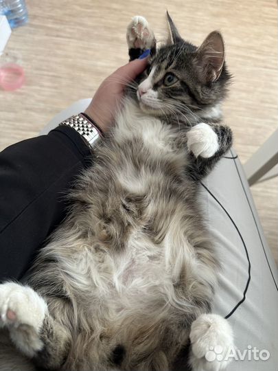 Найдена кошка