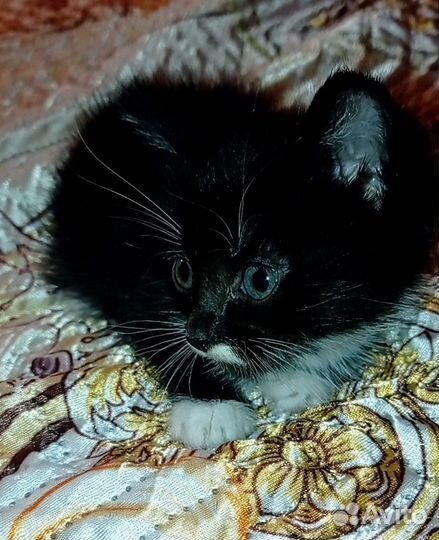 Кота отдам бесплатно