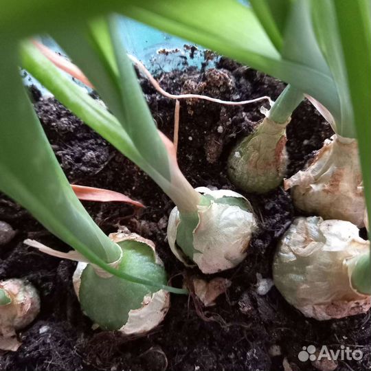 Индийский лук (птицемлечник)