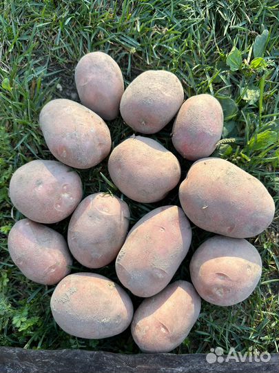 Крупная домашняя картошка