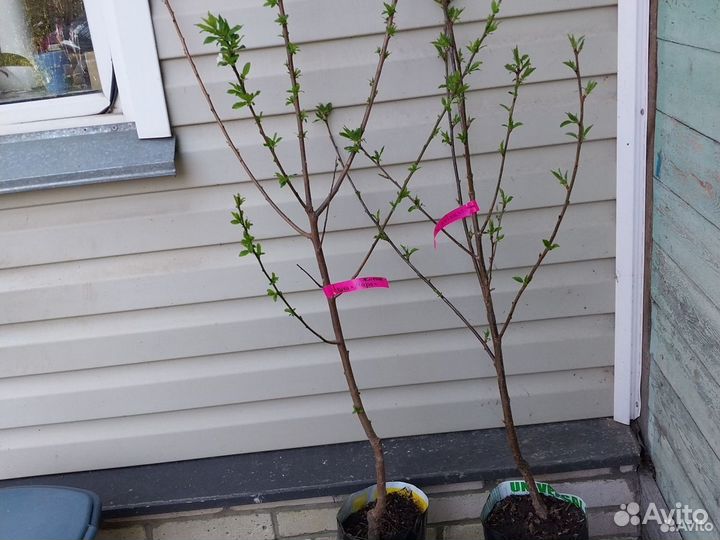 Плодовые деревья