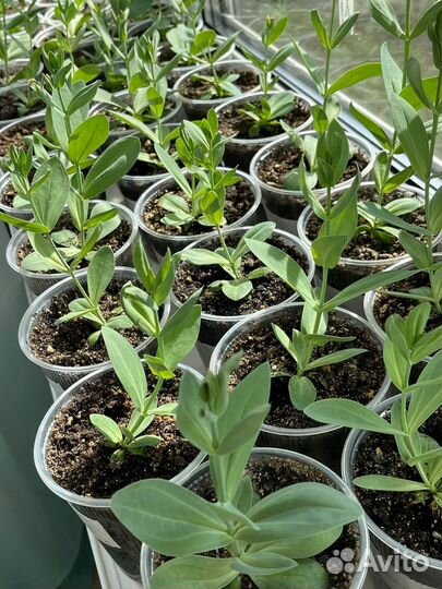 Эустома рассада