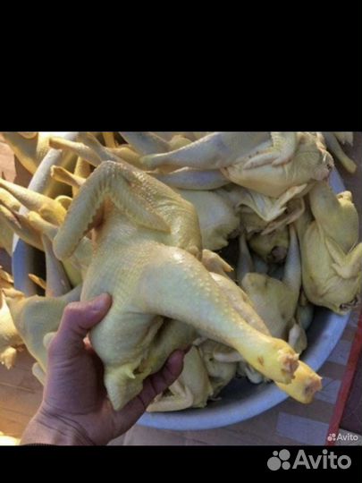 Куры домашние