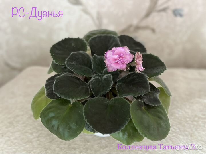 Фиалки сортовые