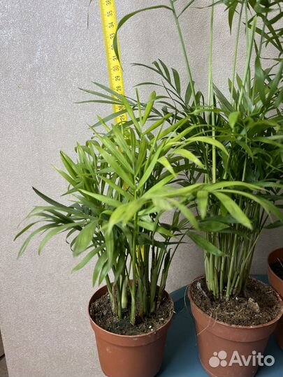 Пальма хамедорея комнатные цветы