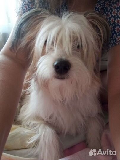 Передержка домашних животных