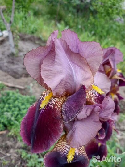 Ирис сортовые