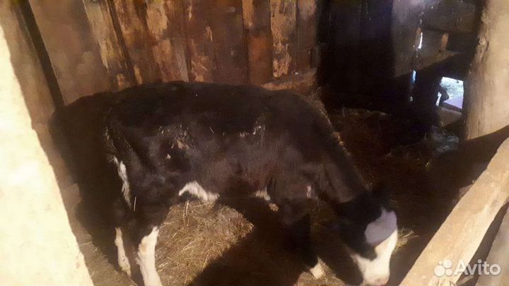 Телята мясной и молочной породы