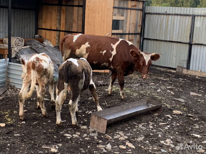 2 Коровы, 2 Быка, 4 телки, 2 телята